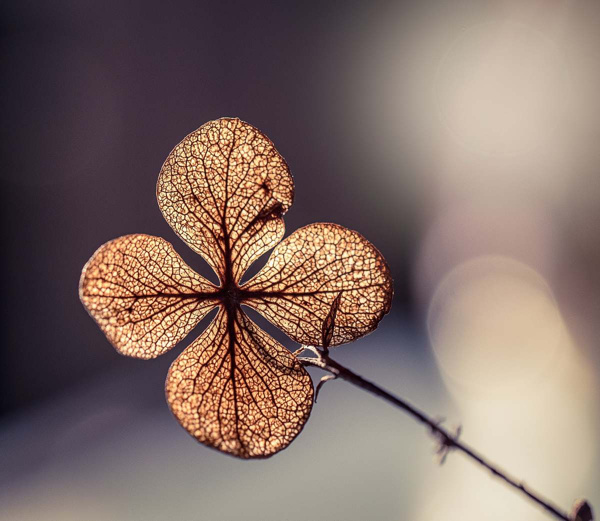 united states focus photo of brown hydrangea flower leaf